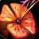 Tiger Lily icon