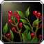 Witchberries icon